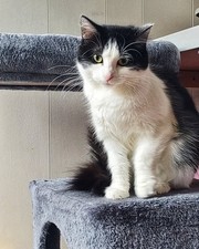 £1 TO HELP WITH OUR RESCUES - MIDLANDS ANIMAL RESCUE TEAM -...